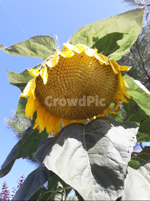 plant,식물,꽃,해바라기,sunflower,식물,자연,plants,nature,꽃,flower