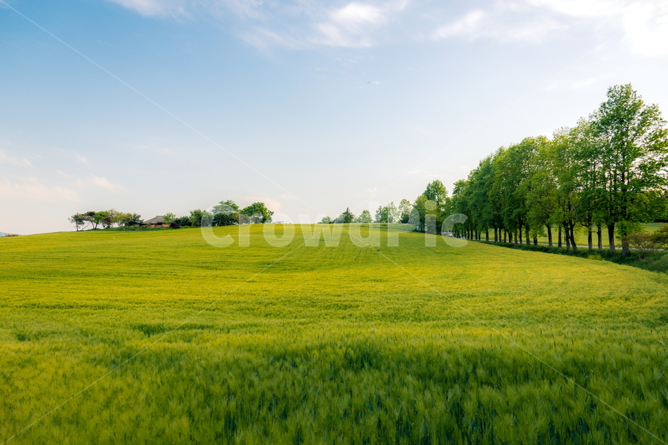 청보리,청보리밭,보리,풍경,landscape,고창청보리밭,봄