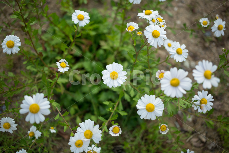 plant,식물,flower,꽃,blossom,daisy,daisies,데이지,자연,식물,자연,plants,nature,꽃,flower