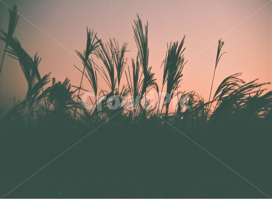 필름카메라,grass,plant,식물,lawn,reed,석양,갈대
