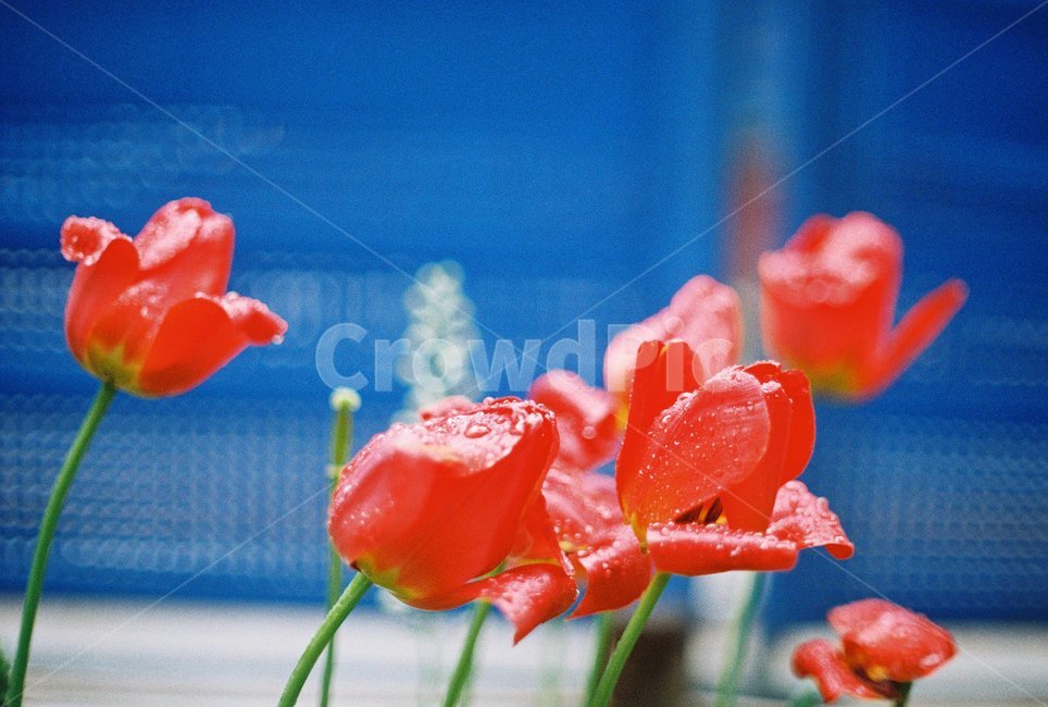 꽃,서울,비,비에젖은꽃,물에젖은꽃,색감대비,감성,감성사진,필름,필름사진,flower,rain,film