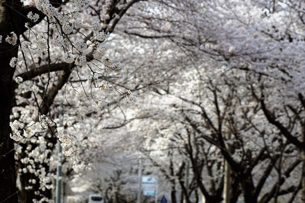 꽃,벚꽃,벚나무,봄,나무,자연,식물,nature,trees,spring,계절,흰색,flower,감성사진,sakura,season,봄,계절,spring,season,식물,자연,plants,nature,꽃,flower,plant
