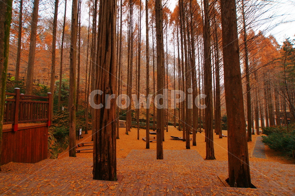 대전관광,장태산,휴양림,풍경,메타세콰이어,가을,계절,fall,autumn,season,자연,풍경,nature,landscape,tree,나무,plant,식물,tree trunk,나무 줄기