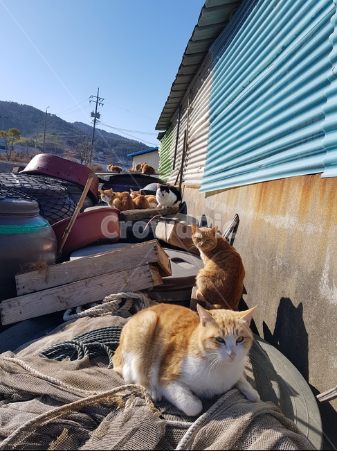 고양이,길고양이,골목길,야옹이,시골고양이