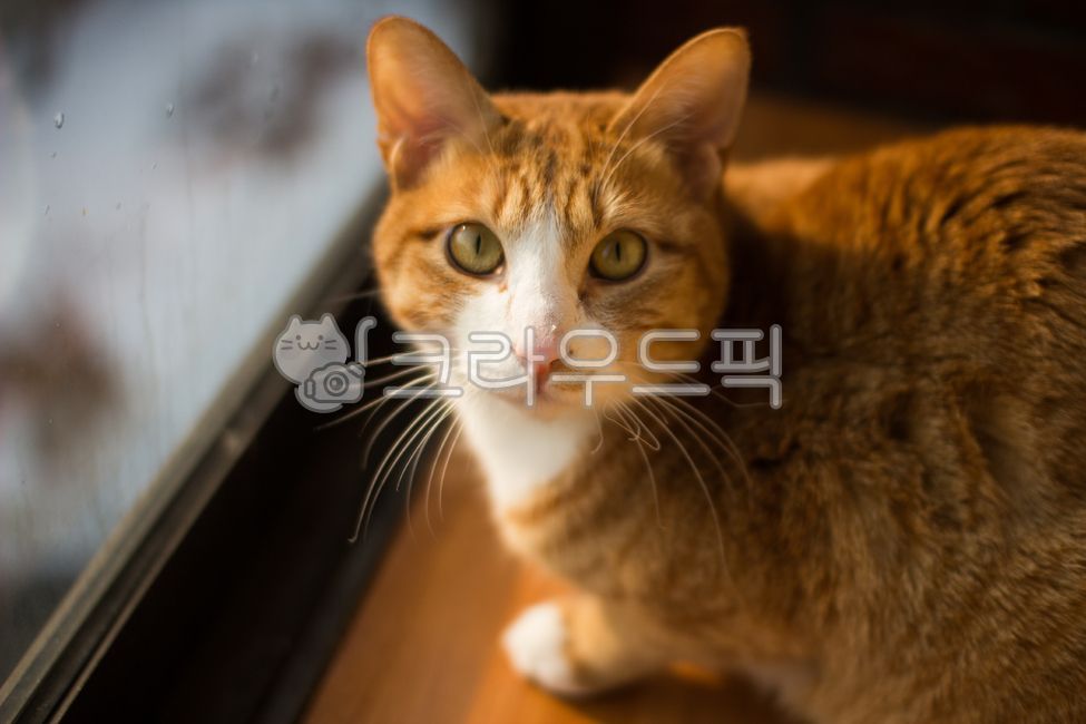 warmth,inside,house,Pets,Korean Shorthair,sunlight,cat,nose short,animal,pet