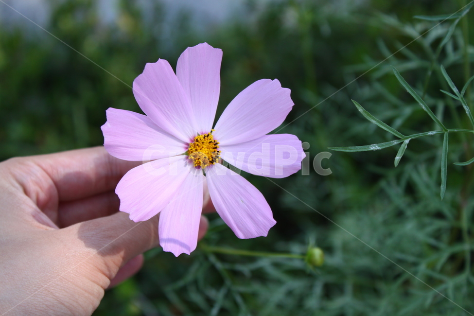 코스모스,한송이,여자손,손,분홍,분홍꽃,가을,사람,연출,컨셉,자연,cosmos,womenshand,hand,pinkflower,pinkflowers,flowergarden,flower,fall,emotionalphotography,people,character,humanbeing,nature,concept,식물,자연,plants,nature,꽃,flower