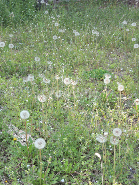 민들레홀씨,작은꽃,공원,정원,봄,식물,계절,야외,자연,dandelionfuzz,garden,grass,green,landscape,leaf,natural,nature,outdoor,park,plant,season,spring,봄,계절,spring,season,식물,자연,plants,nature,꽃,flower,blossom