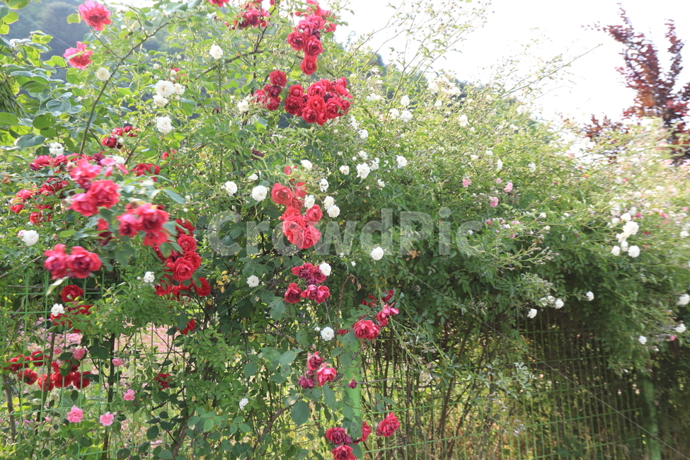 꽃,프라워,야생화,이쁜꽃,꽃밭,야생,식물,자연,plants,nature