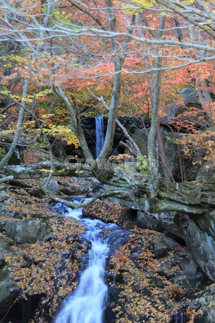 가을,폭포,낙엽,풍경,바위,물,가을,계절,fall,autumn,season,자연,풍경,nature,landscape,water,outdoors,옥외
