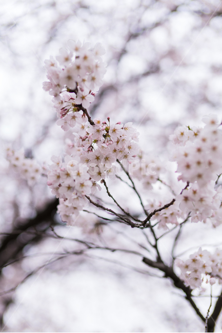 벚꽃,꽃,봄꽃,분홍,꽃잎,가지,식물,봄,계절,spring,season,식물,자연,plants,nature,꽃,flower,plant,blossom