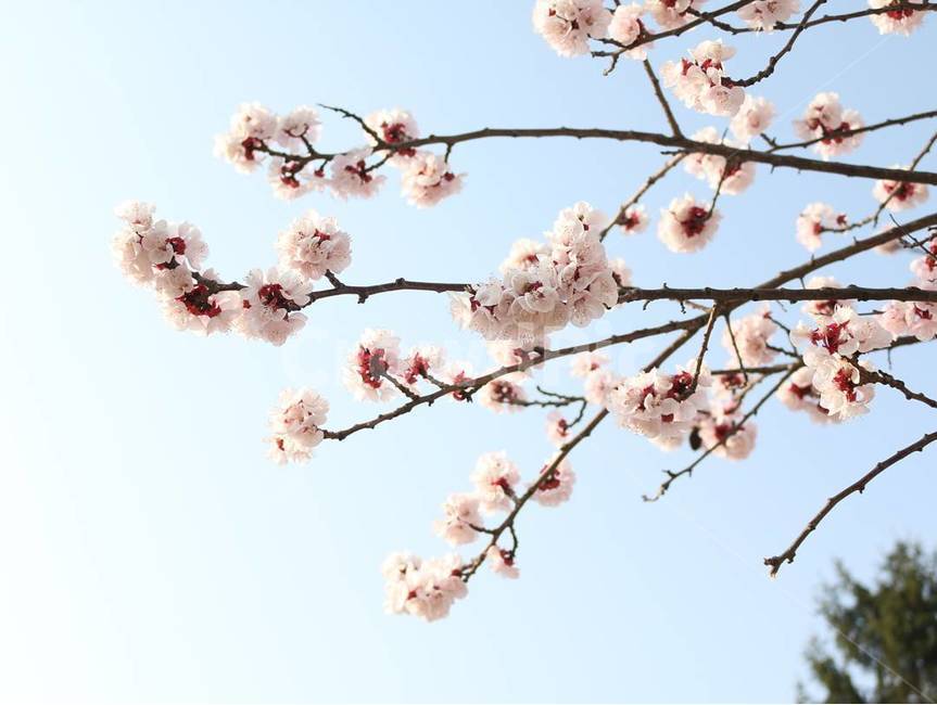 봄,벚꽃,매화,하늘,맑음,봄,계절,spring,season,식물,자연,plants,nature,꽃,flower,plant,blossom
