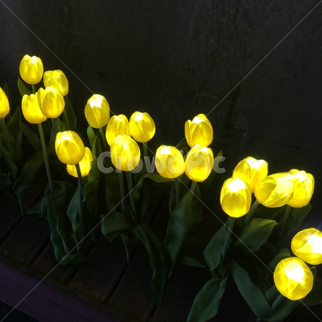 조화,조명,꽃,튤립,식물