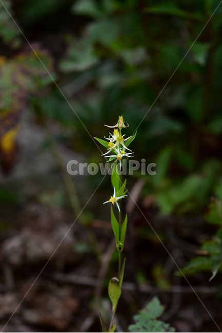 닻꽃,야생화,식물,자연,꽃,생태,힐링,플라워,wildflower,flower,plants,nature,season,감성,느낌,emotion,feeling,여름,용담목,용담과,닻꽃속,식물,자연,plants,nature,꽃,flower