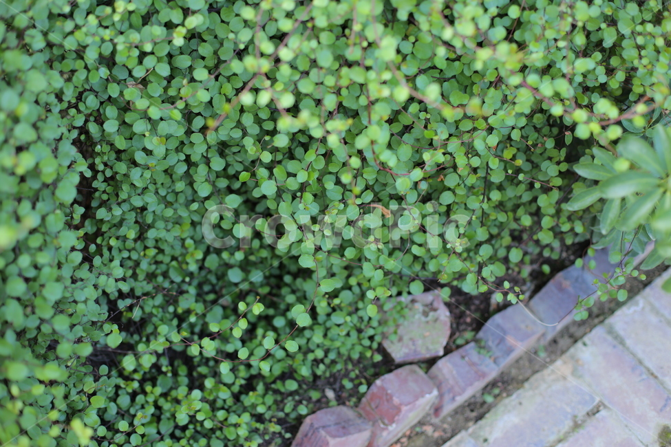 나무,tree,식물,plant,온실,야외,정원,초록,싱그러움,청량,화단,식물,자연,plants,nature