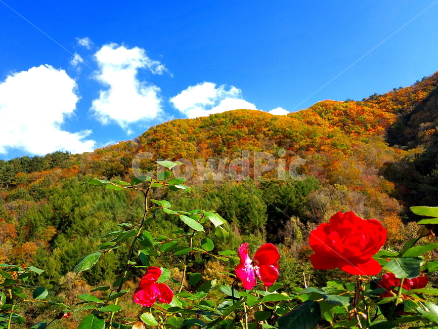 단풍,가을,산,나무,붉은단풍,가을,계절,fall,autumn,season,자연,풍경,nature,landscape,plant,식물