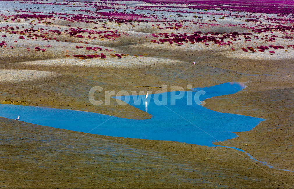 영종도,갯벌,썰물,바닷가,포구,환경,문양,무늬,함초,자연,풍경,nature,landscape,동물,animal,조류,새,birds