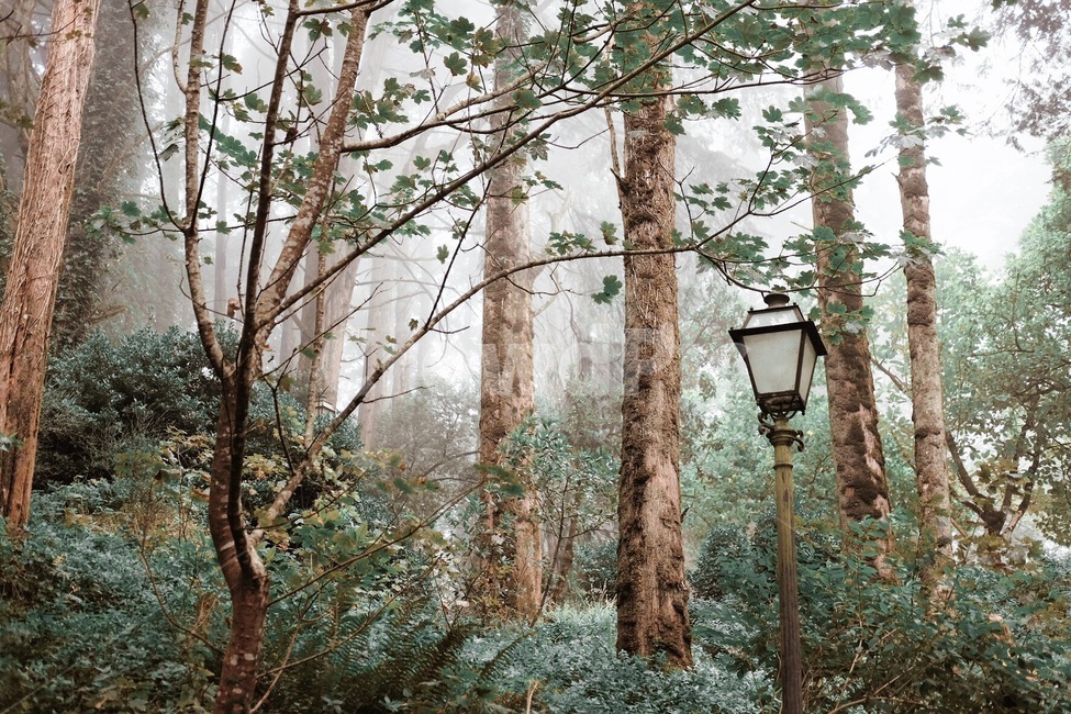 숲속,숲,나무,안개,산,자연,풍경,nature,landscape,식물,plants,나무,trees,wood,tree,plant