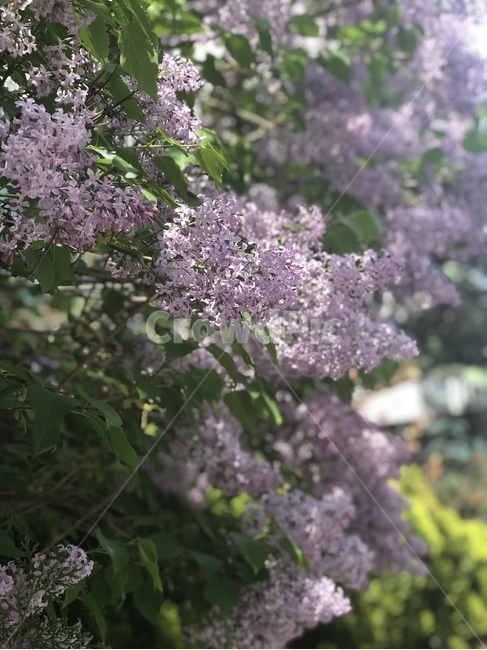 자연,식물,꽃,향기,라일락,햇살,봄,봄꽃,꽃나무,보라색,연보라,nature,plant,blossom,flower,spring,sunshine,lilac,purple,식물,자연,plants,nature,꽃,flower