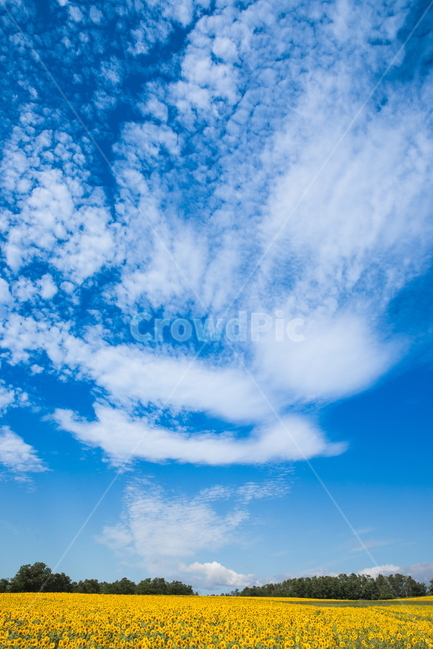 해바라기,해바라기꽃,꽃,sunflower,flower,식물,자연,풍경,nature,landscape,식물,plants,꽃,flower,azure sky,푸른 하늘,sky,하늘,outdoors,옥외