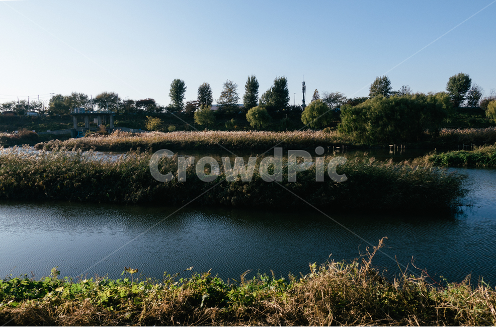 중랑천,갈대,하천,생태,서울,가을,도시,한국,city,river,seoul,korea,자연,풍경,nature,landscape,water,물,land,땅,outdoors,옥외