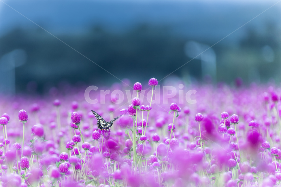 식물,자연,꽃,천일홍,나비,호랑나비,식물,자연,plants,nature,꽃,flower,동물,animal,곤충,벌레,insect,bug,감성,sensible,feeling