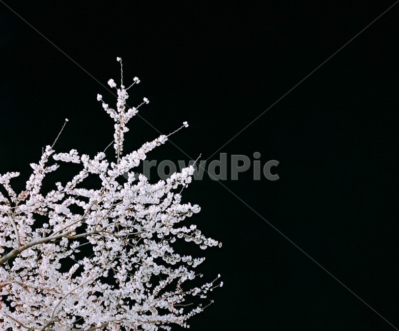벚꽃,봄,밤,배경,풍경,봄,계절,spring,season,야경,밤,풍경,nightscape,night,landscape,식물,자연,plants,nature,꽃,flower