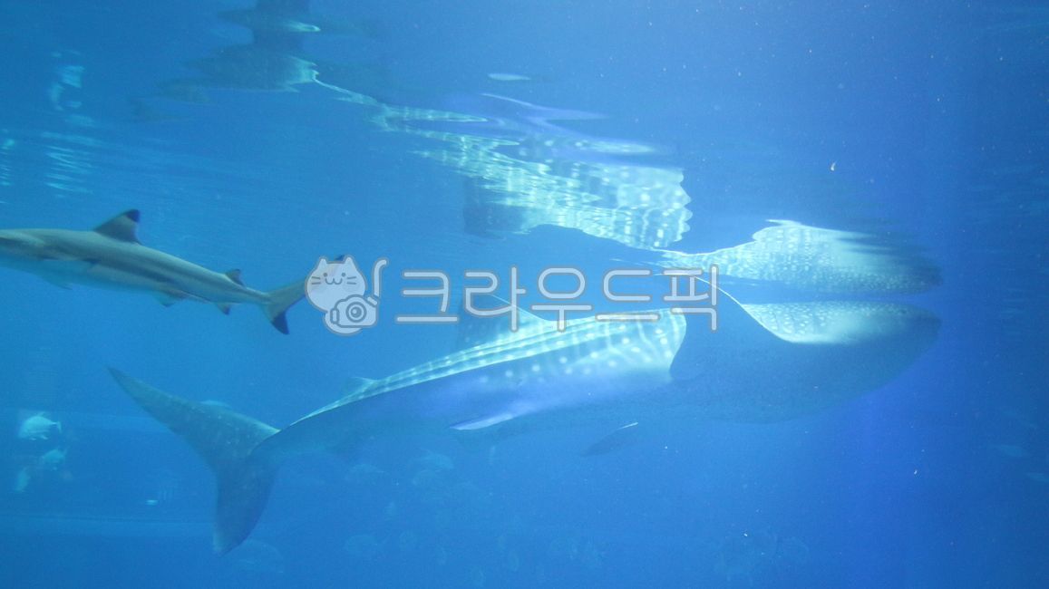 sealife,deep sea,seabed,whale shark,aquarium,sea,whale,ocean,Under the sea,undersea,whaleshark,marine life