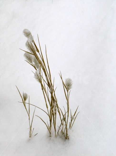 겨울,강아지풀,설경,눈내린날,첫눈,12월,1월,들판,하얀,백색,눈부신,산행,시안,사보,카다로그,브로셔,뉴스레터,출판,편집,콘텐츠,전단,느낌,잡지,광고,단행본,서적,환경,sns,포스터,홍보용,원고,ebook,ice,winter,snow,시즌,season,야외,자연,식물,투명한,모바일,배경,백그라운드,힐링,감성,필링,분위기,눈밭,추억,낭만,여행,겨울풍경,background,들풀,겨울,계절,winter,season,식물,자연,plants,nature