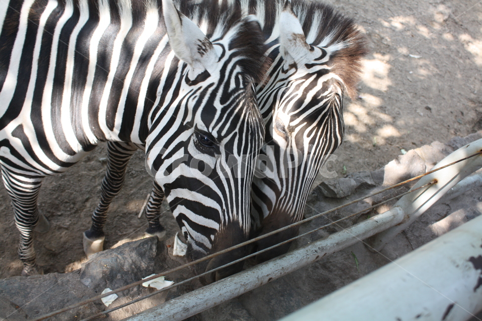 얼룩말,동물,스트라이프,블랙,화이트,햇살,동물원,지브라,zebra,쌍둥이,동물,animal,포유류,mammal