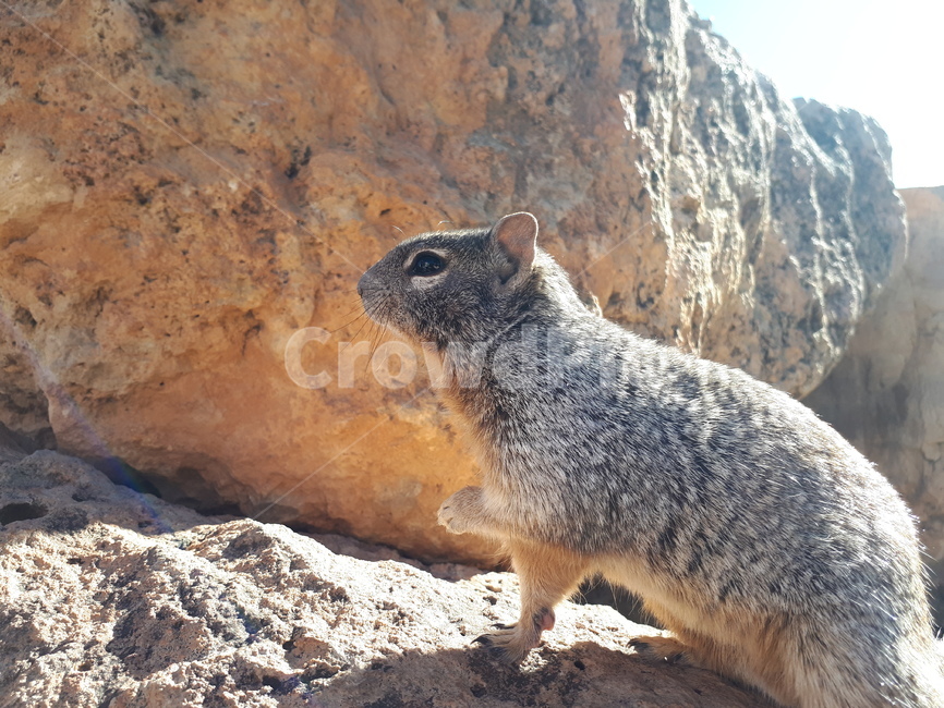 외국,풍경,동물,야생동물,행복,행복한동물,쿼카,happy,quokka,animal