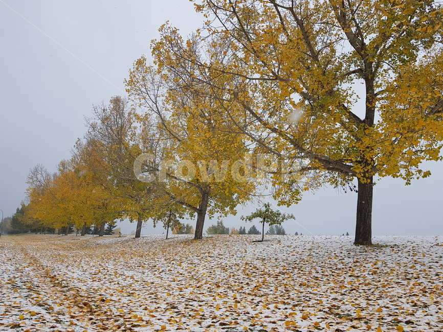 첫눈,눈,풍경,경치,캘거리,snow,식물,자연,plants,nature,나무,trees,wood
