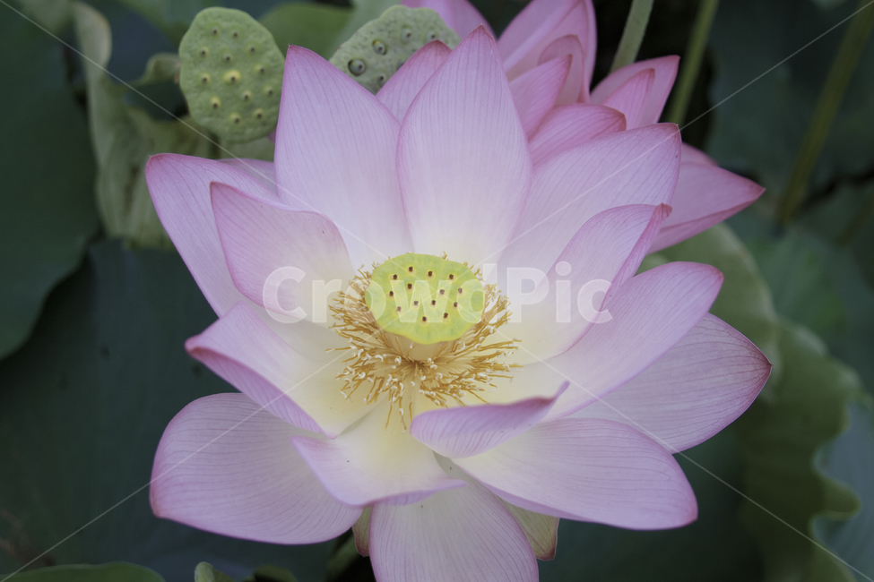 plant,식물,blossom,flower,꽃,lily,백합,연꽃,lotus