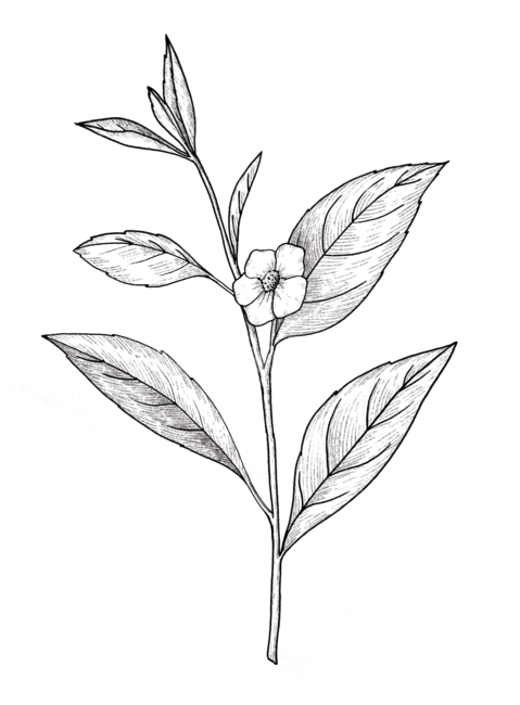 leaf,잎,plant,식물,찻잎,차식물,차나무,잎차,차꽃,식물,자연,plants,nature,누끼,remove background