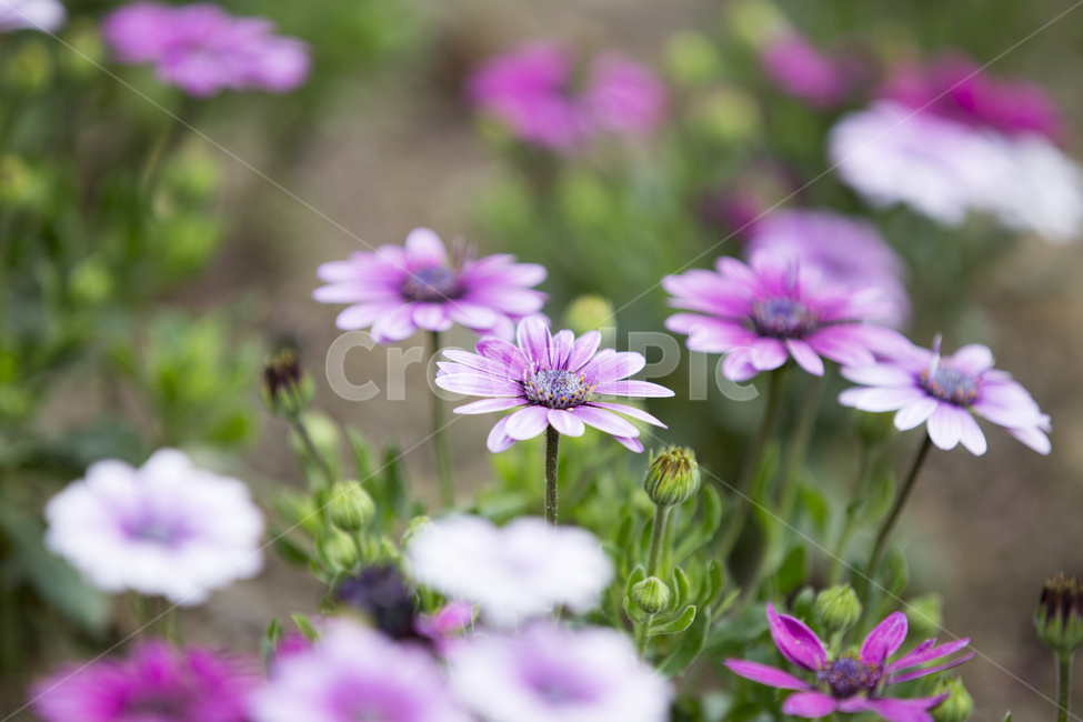 오스테오스펄멈,플라워,꽃,야생화,아프리칸데이지,숲,정원,가든,garden,flower,daisy,forest,wildflower,꽃말,색깔,color,osteospermum,식물,자연,plants,nature,꽃,flower