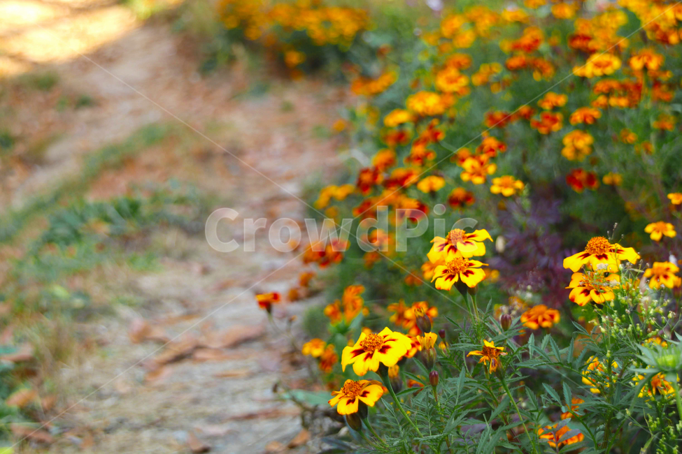 꽃,가을,길가,야생화,알록달록,식물,자연,plants,nature,꽃,flower