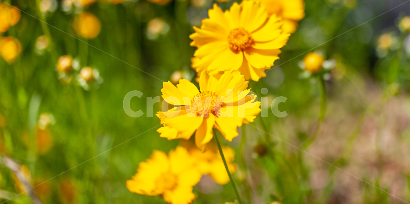 꽃,여름,flower,식물,plant