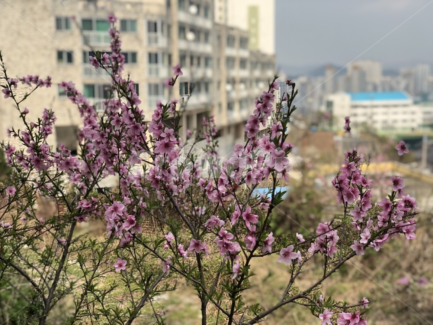꽃,벚꽃,flower,봄꽃,cherryblosom,spring,하늘,봄하늘,sky