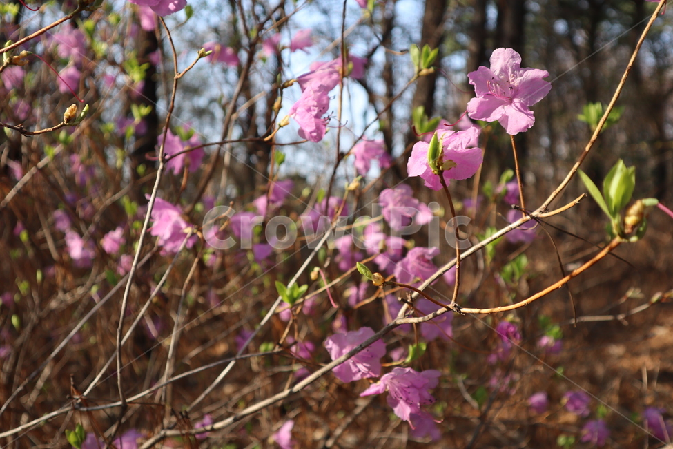 flower,azalea,진달래,꽃,분홍꽃,봄