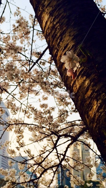 꽃,벚꽃,봄,접사,spring,cherryblossom,나무,공원,식물,자연,plants,nature,꽃,flower,나무,trees,wood