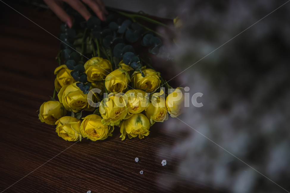 plant,식물,flower,꽃,blossom,flowerarrangement,꽃꽂이,꽃부케,flowerbouquet