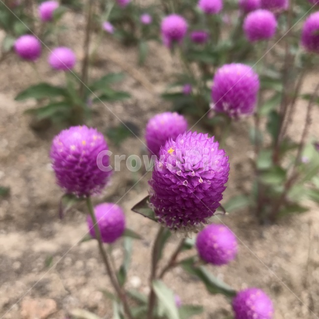 천일홍,천날살이풀,비름과,한해살이풀,보랏빛꽃,약용식물,flower,식물,plant