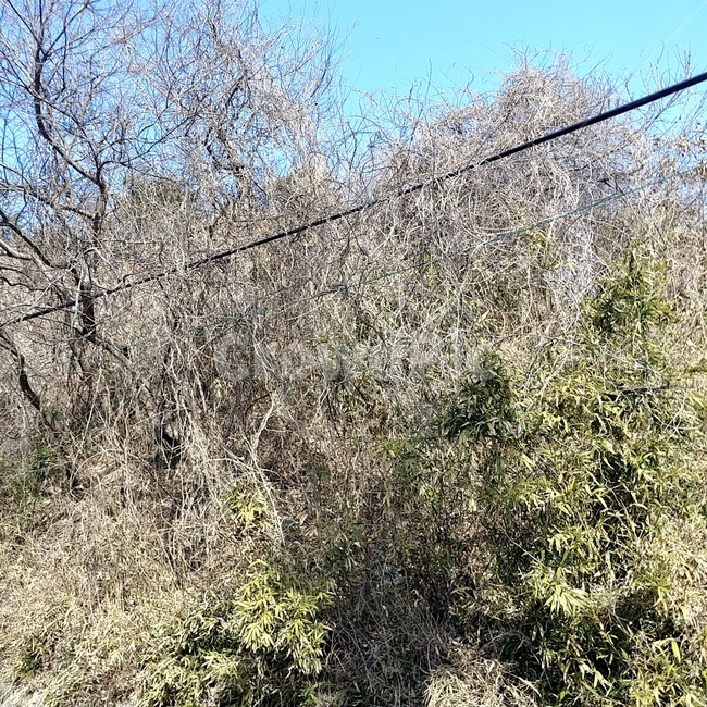 자연풍경,숲,덩쿨,울창한,풍경