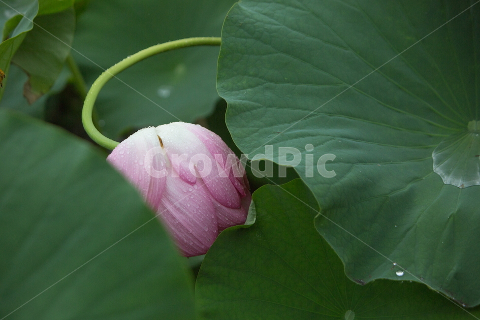 연꽃,꽃,여름꽃,식물,lotus,flower,식물,자연,plants,nature,꽃,flower