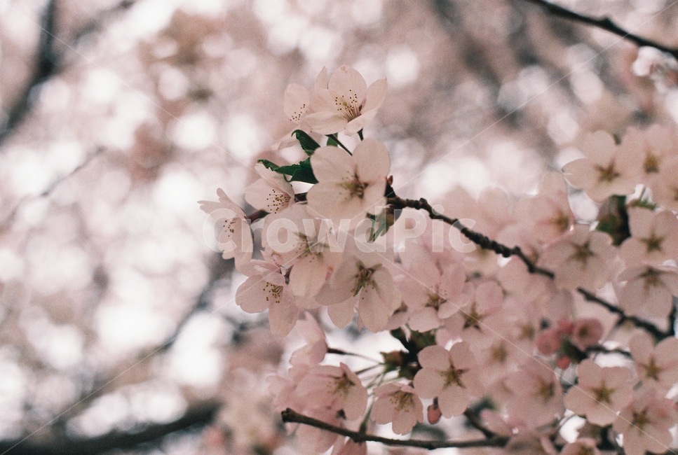 벚꽃,벚나무,봄,cherryblossom,blossom,flower,꽃,봄꽃,spring,봄,계절,spring,season,식물,자연,plants,nature,꽃,flower,plant
