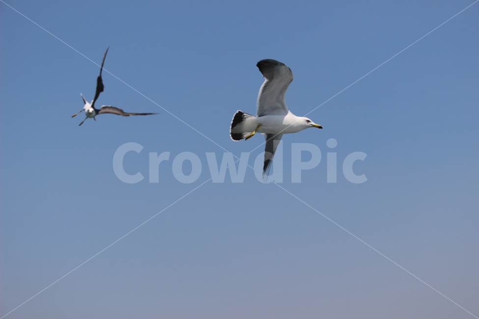 리더,바다,비상,자유,날개,갈매기,동물,animal,조류,새,birds