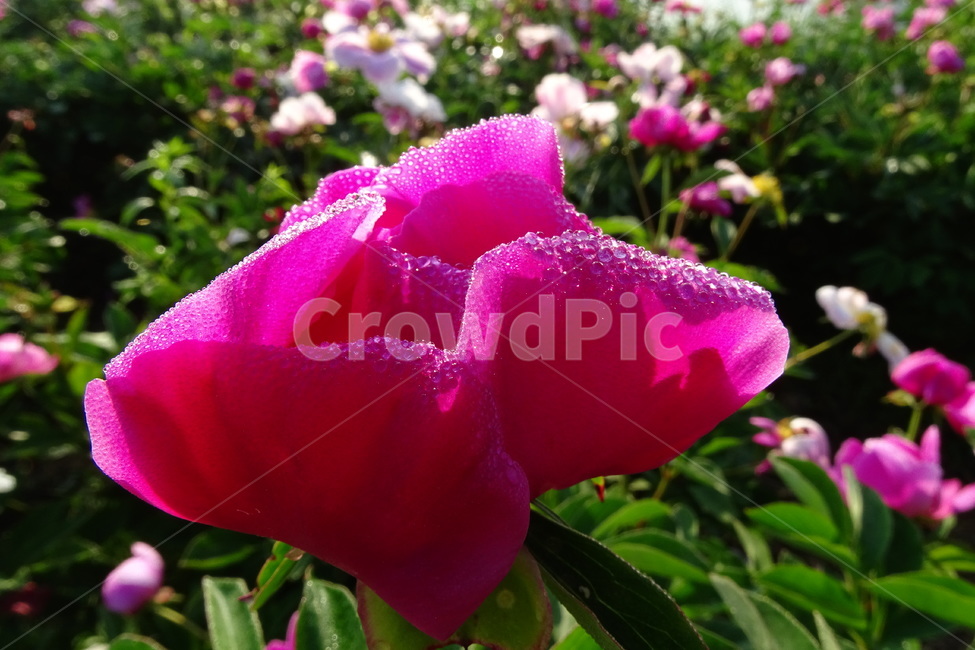 작약,이슬,봄,꽃,함박꽃,식물,자연,plants,nature,꽃,flower
