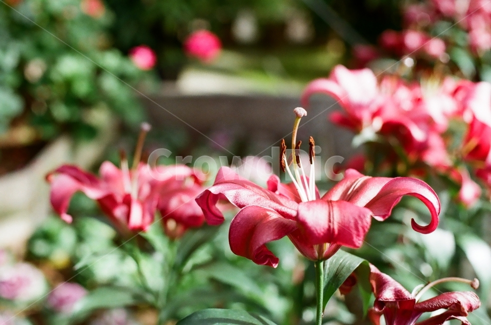 필름,필름사진,풍경,경치,꽃,landscape,flower,감성,감성사진,느낌,백합,자주색,강렬,식물,자연,plants,nature,꽃,flower