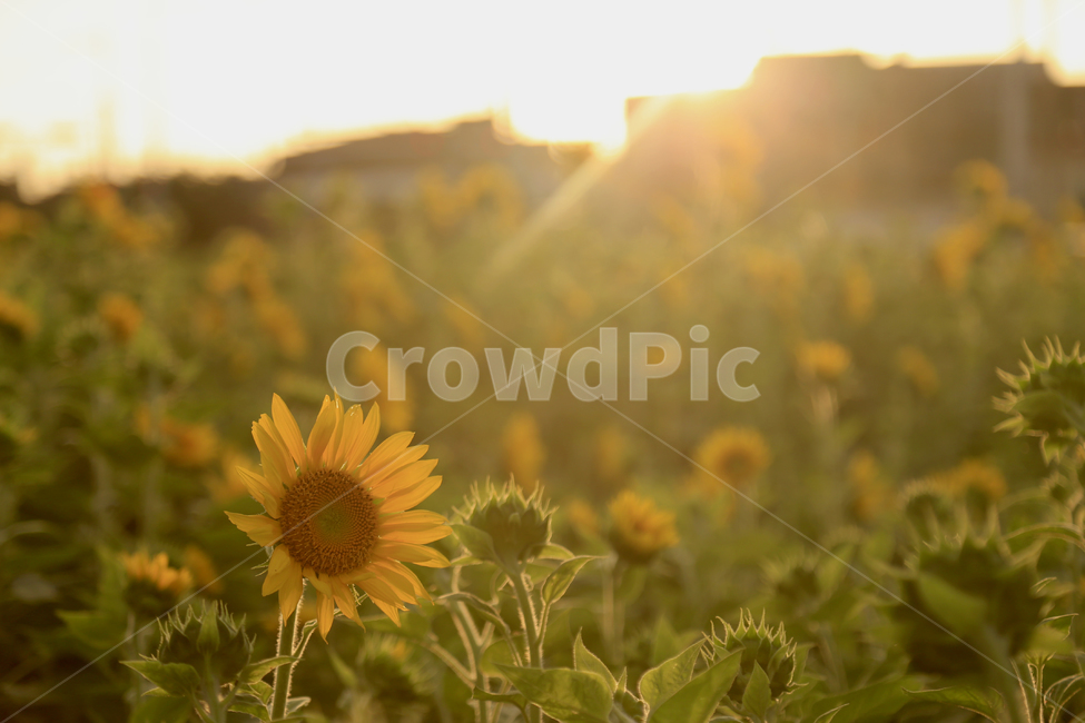 해바라기,꽃,노랑,식물,초록,식물,자연,plants,nature,꽃,flower,감성,sensible,feeling