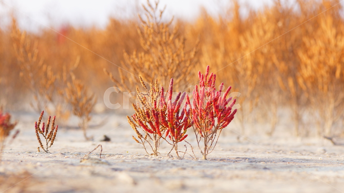 나무,근접촬용,작은나무,미니어처,마이크로촬영,식물,자연,plants,nature