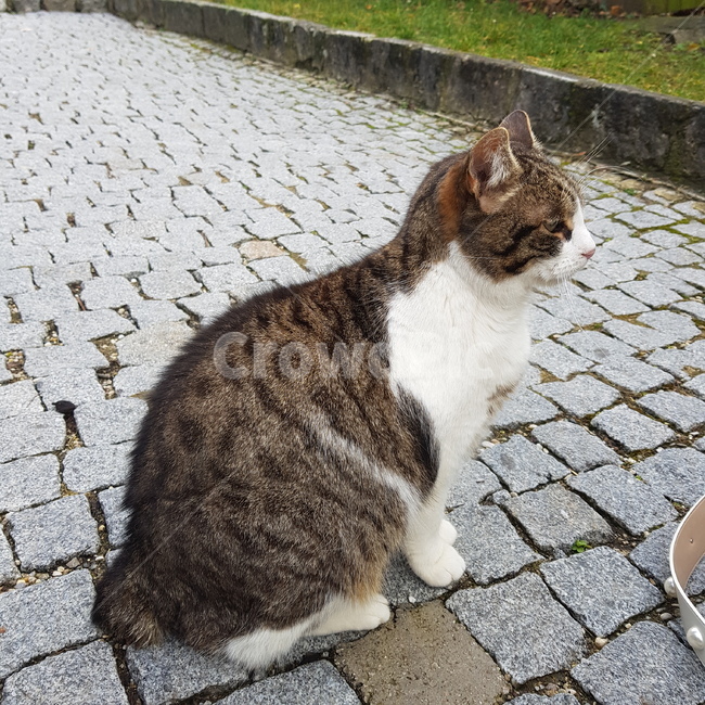 sidewalk,path,stray cat,flagstone,cat,spotted cat,animal,walkway,packaging